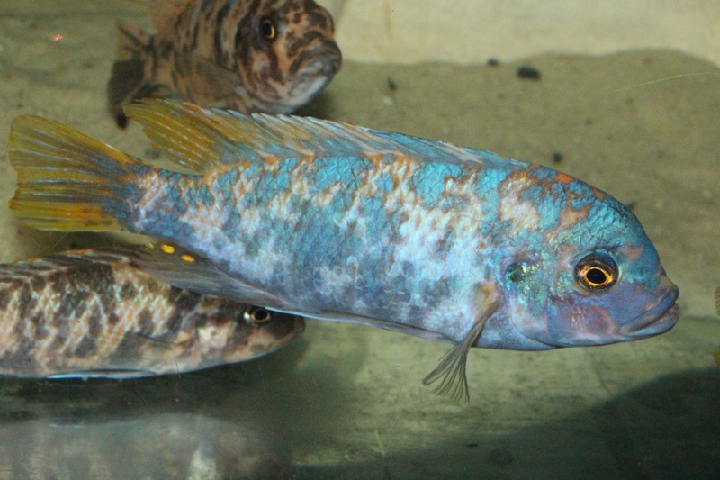 Maylandia zebra 'Machili Island'